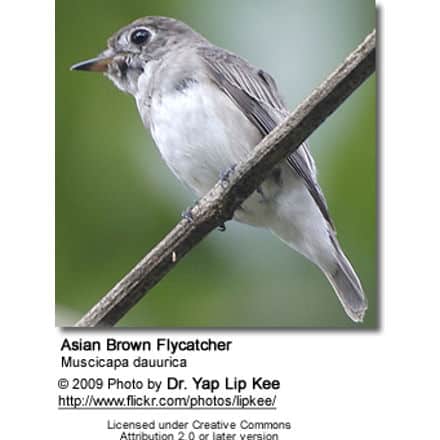 Asian Brown Flycatcher, Muscicapa dauurica,
