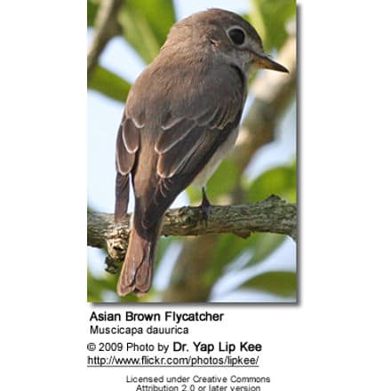 Asian Brown Flycatcher, Muscicapa dauurica