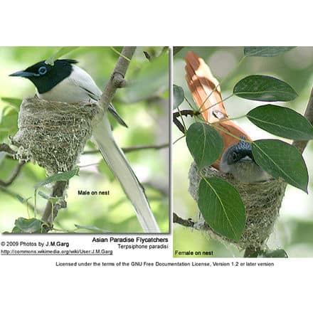 Asian Paradise Flycatchers - male and female on nest