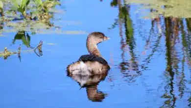 An Atitlán Grebe In The Water