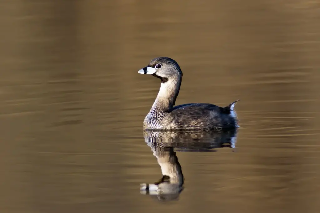 An Atitlán Grebe in the Water