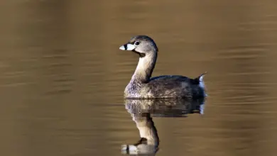 An Atitlán Grebe in the Water
