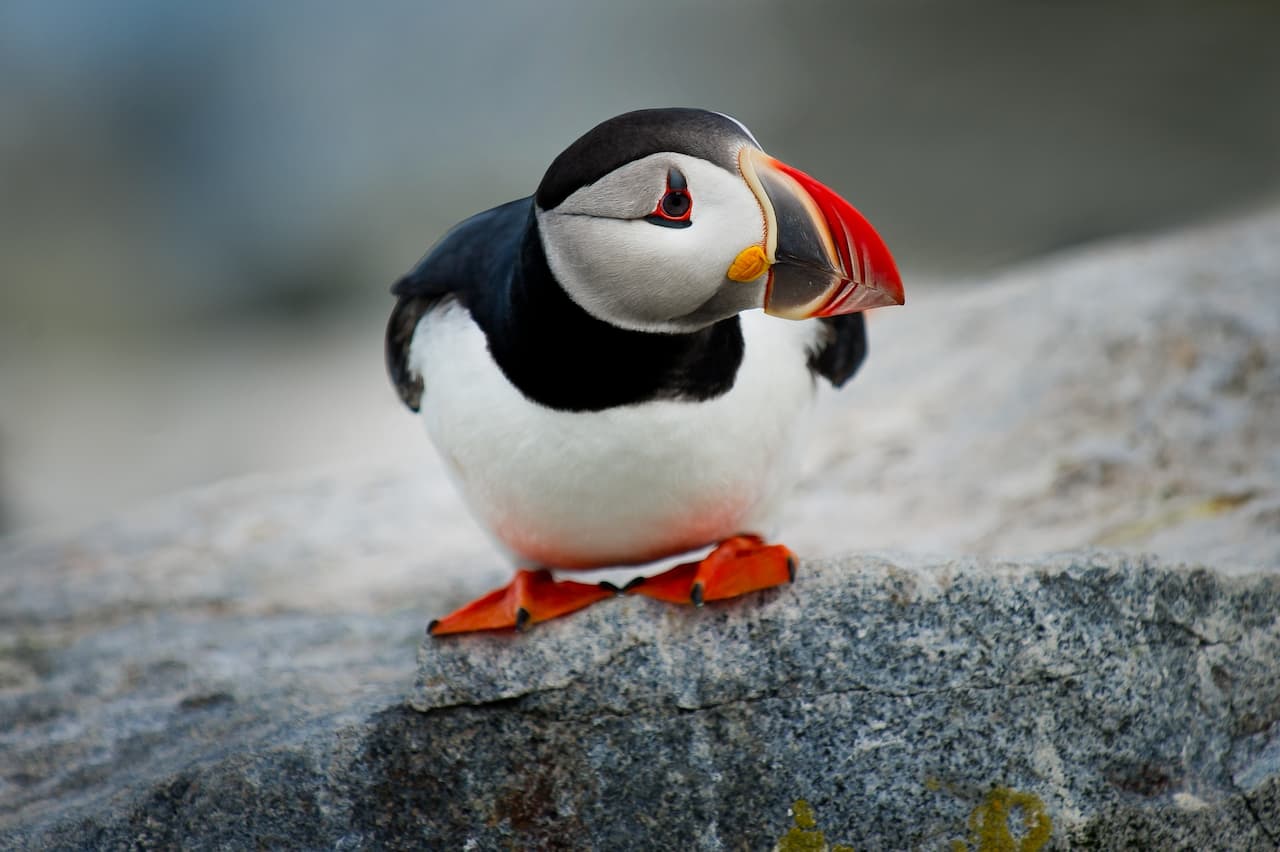 A Atlantic Puffin On The Top Of A Solid Rock