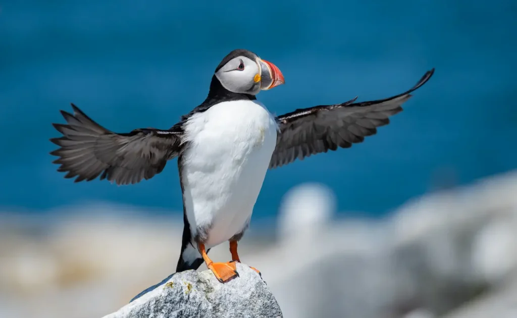 Atlantic Puffins 