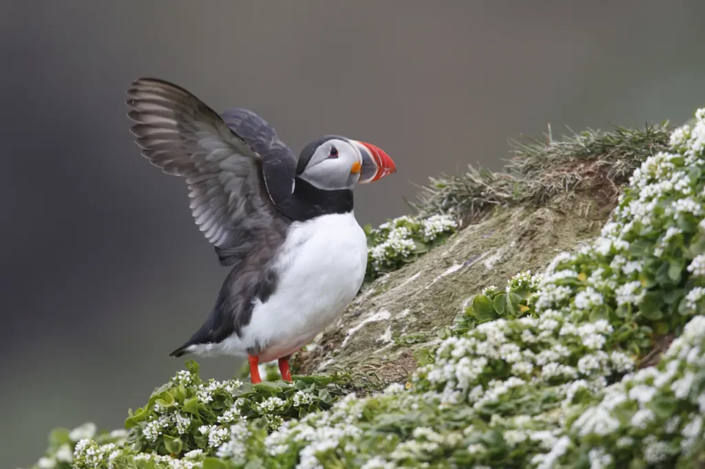 Atlantic Puffins Next to a Ton of Flowers 