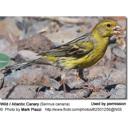 wild canaries (Serinus canaria)
