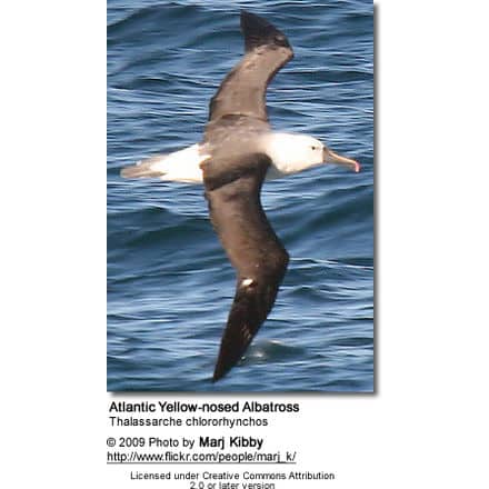 Atlantic Yellow-nosed Albatross, Thalassarche chlororhynchos