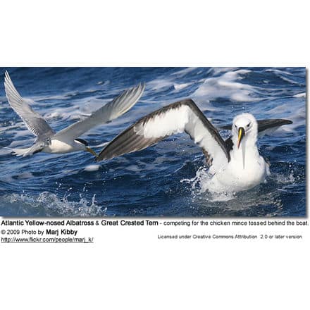 Atlantic Yellow-nosed Albatross and Great Crested Tern - competing for the chicken mince tossed behind the boat.