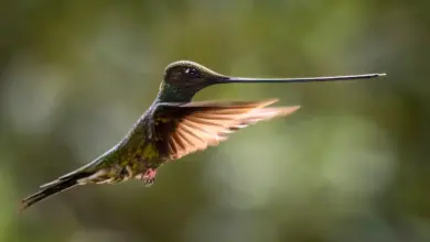Attracting Hummingbirds On Flight