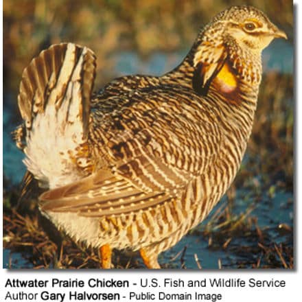Attwater Prairie Chicken