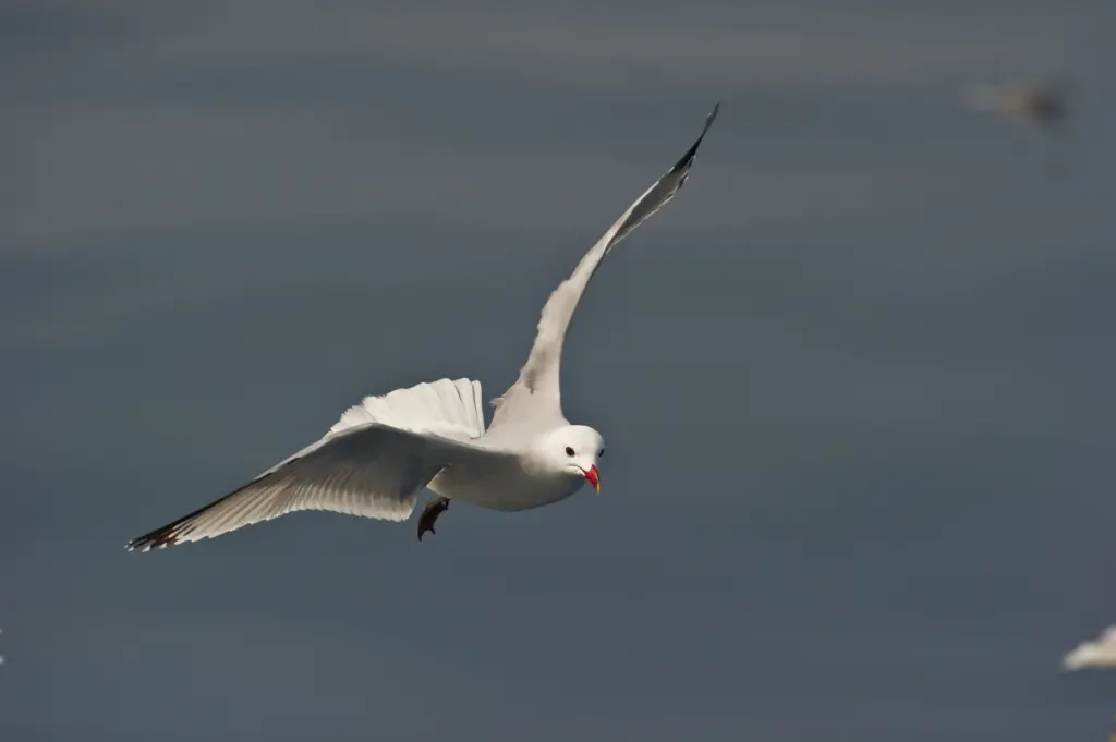 Audouin's Gulls is on Flight