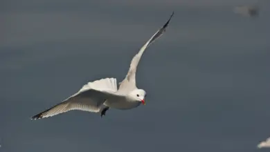 Audouin's Gulls is on Flight