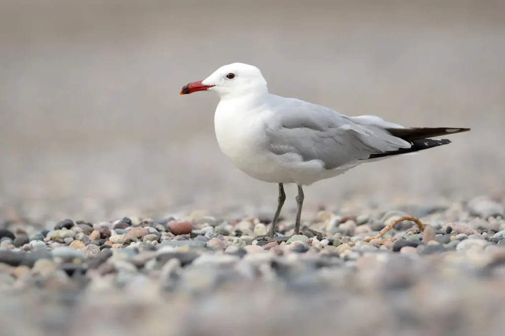 Audouin's Gulls