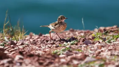 An Australasian Pipit on the Ground
