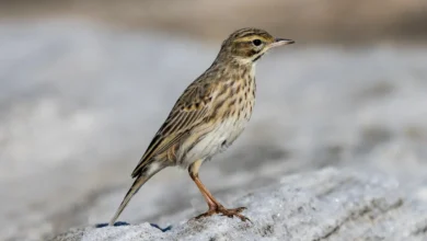 Australasian Pipits
