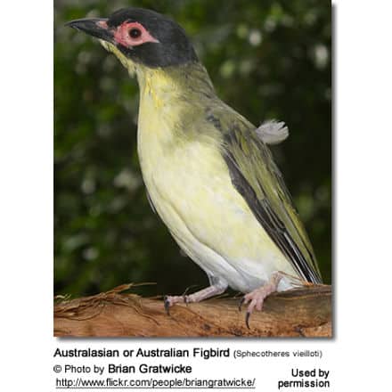 Australasian or Australian Figbird (Sphecotheres vieilloti)