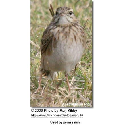 Australasian Pipit