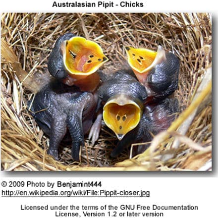 Australasian Pipit chicks