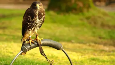 Black Falcon Standing on a Piece of Metal. Australian Birds of Prey