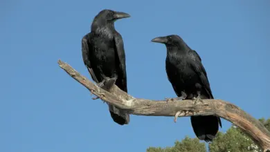 Australian Black Birds Perched on Tree Branch