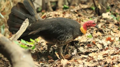 Australian Brushturkeys in the Forest