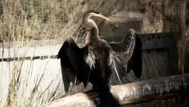 The Australian Darters drying its wings