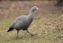A Cape Barren Goose Walking on Green grass Australian Ducks