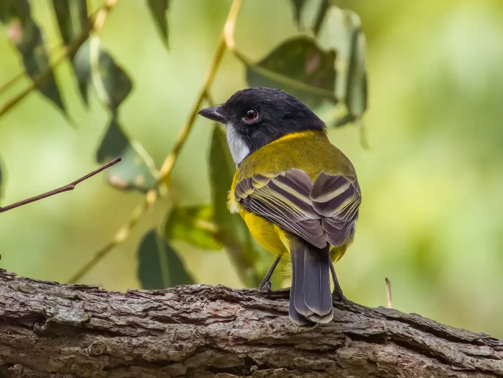 Australian Golden Whistlers 