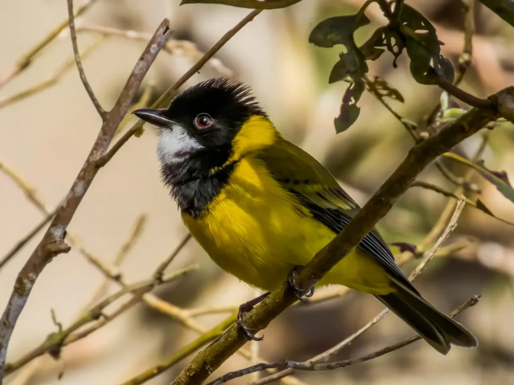 Australian Golden Whistlers Image 