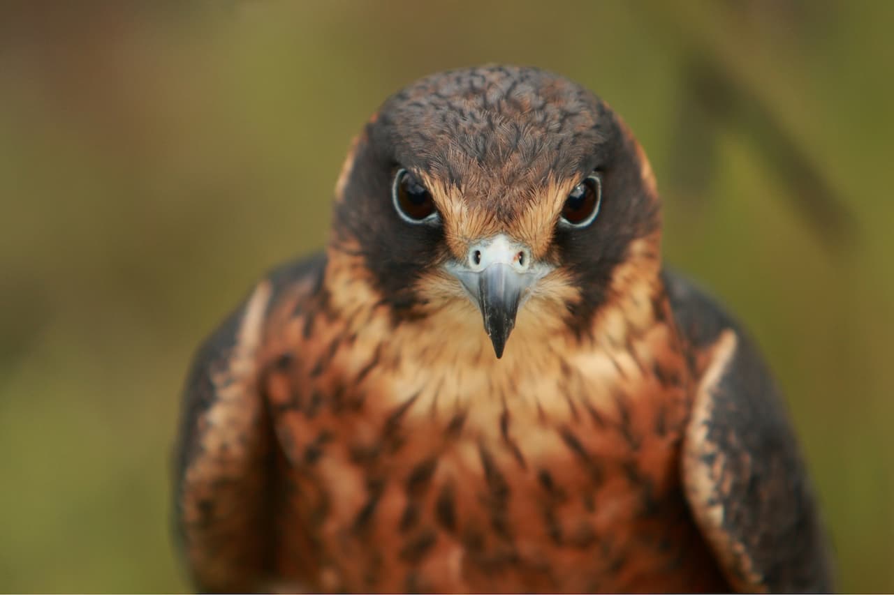 A close-up picture of an Australian Hobby resting in the forest.
