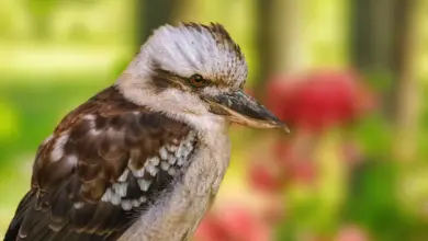 Close up of Australian Kingfishers