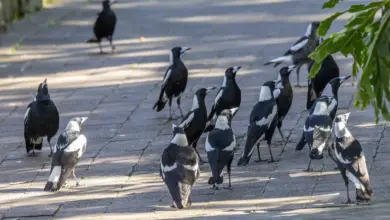 A group of Australian Magpies In The Road