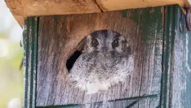 Australian Owlet-Nightjar Inside the Nesting Box