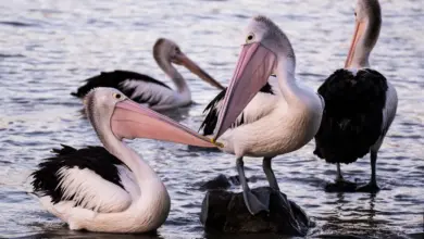 A Group Of Australian Pelican In The Body Of Water