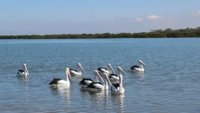 The Group Of Australian Pelican On The water