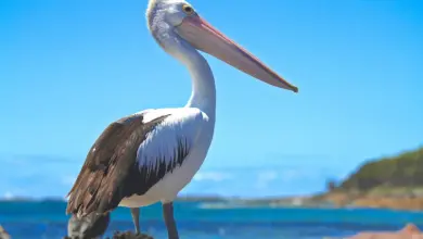 An Australian Pelican Standing beside the beach.