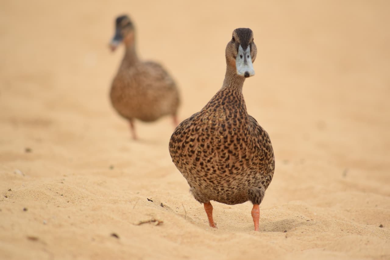 Australian Spotted Ducks are searching foods in the sand