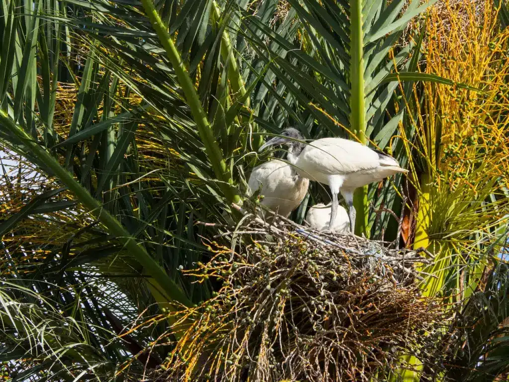 Australian White Ibises Bird Nest On A Palm Tree