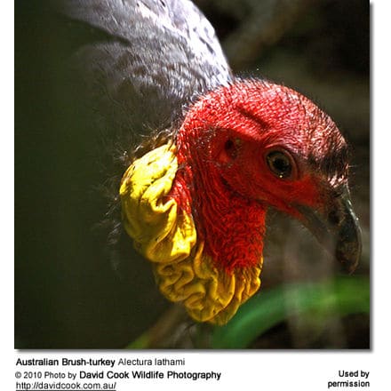 Australian Brush Turkey Head Detail