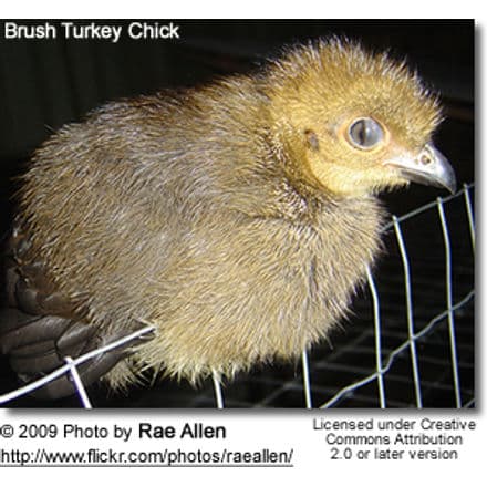 Brush Turkey chick