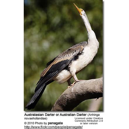 Australasian Darter or Australian Darter (Anhinga novaehollandiae) 