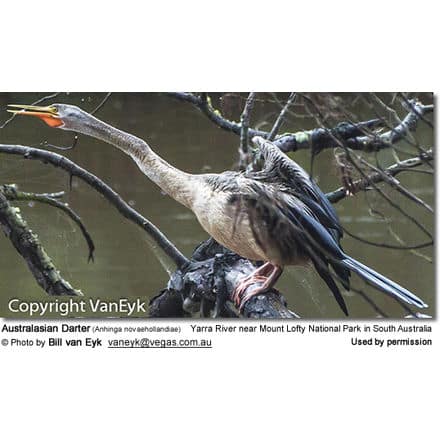 Australasian Darter (Anhinga novaehollandiae)