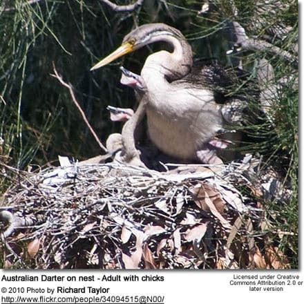 Australian Darter on nest - Adult with chicks