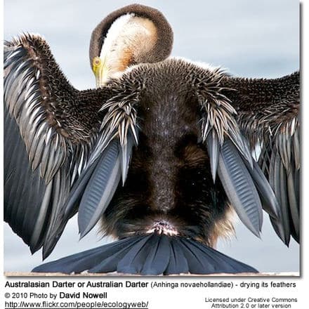Australasian Darter or Australian Darter (Anhinga novaehollandiae) - drying its feathers