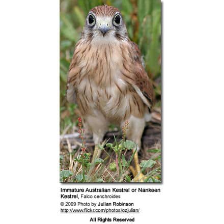 Australian Kestrel or Nankeen Kestrel (Falco cenchroides) - Immature