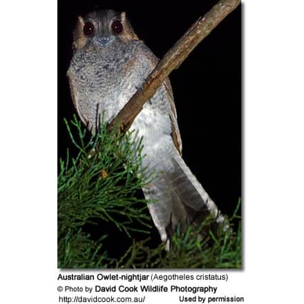 Australian Owlet-nightjar (Aegotheles cristatus)