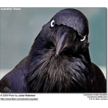 Crows Have a Mob Mentality Toward Ravens