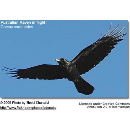 Australian Raven in flight