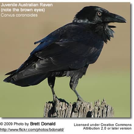 Juvenile Australian Raven - note the brown eyes