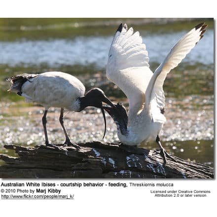 Australian White Ibises - courtship behavior - feeding, Threskiornis molucca - courtship behavior, mutual feeding